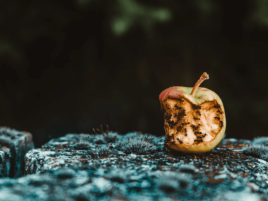 apple with ants on it