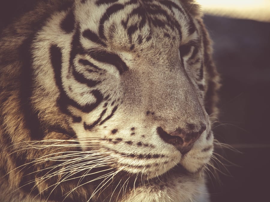 closeup of tiger